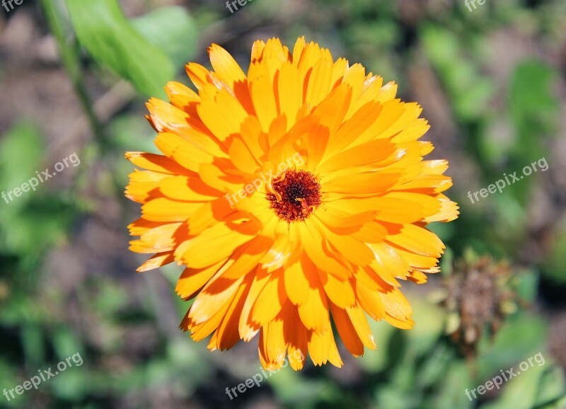 Marigold Yellow Nature Blossom Bloom