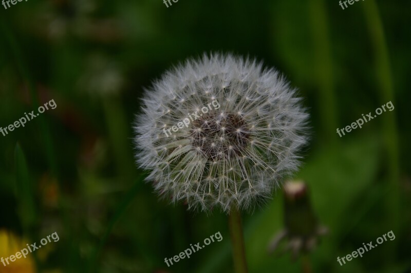 Faded Dandelion Seeds Fluff Spring Free Photos