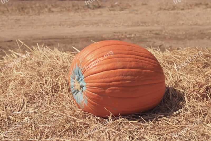 Farm Festival Food Fresh Gourd