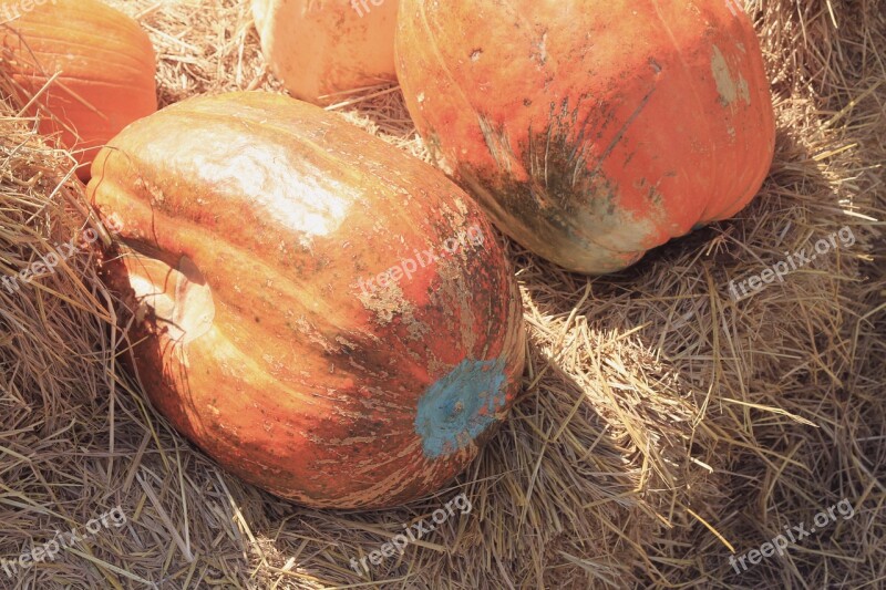 Pumpkin Big Straw Sunny Hot