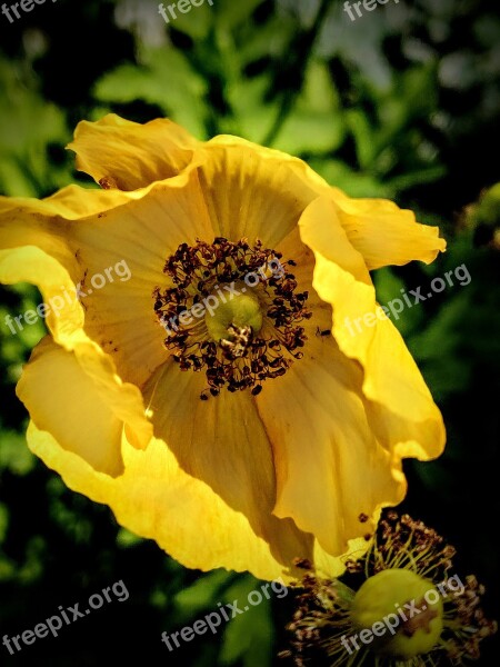 Hornmohn Yellow Blossom Petal Nature