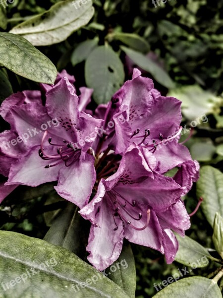 Rododendron Garden Petals Blossom Bush