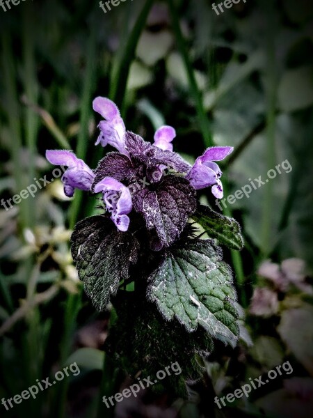 Taubnessel Purple Green Plant Wildflower