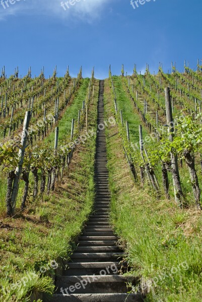 Vineyard Stairs Vines Slope Agriculture