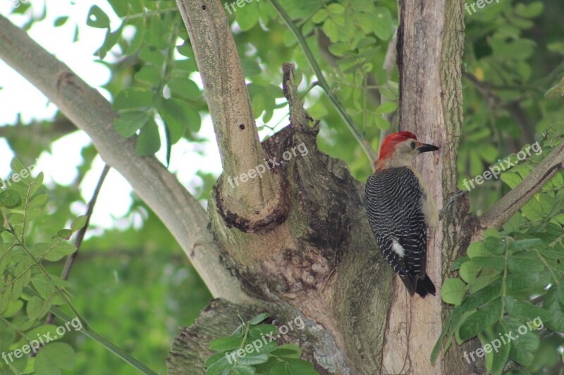 Ave Bird Carpenter Tree Nature