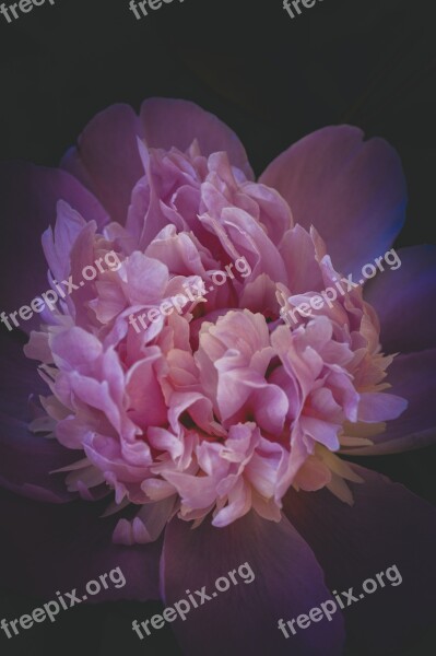 Peony Flower Gloomy Gothic Twilight