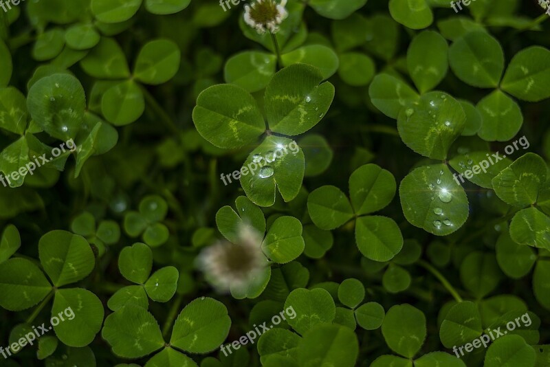 Macro Flower Plant Nature Spring