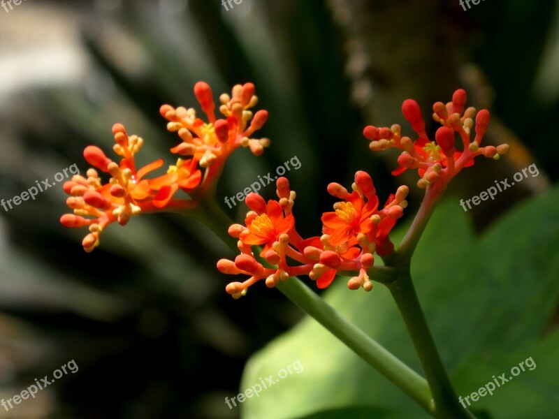 Flower Orange Plant Nature Blossom