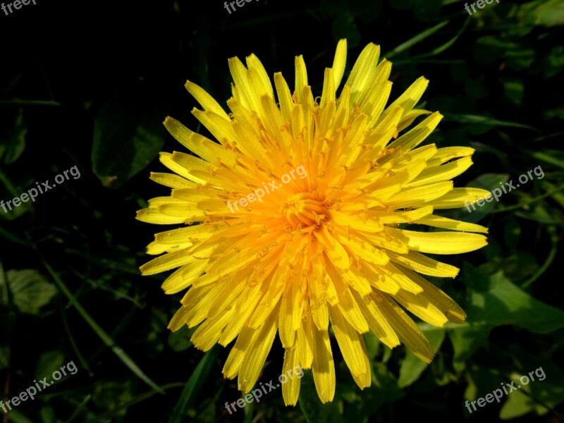 Dandelion Flower Rays Nature Plant