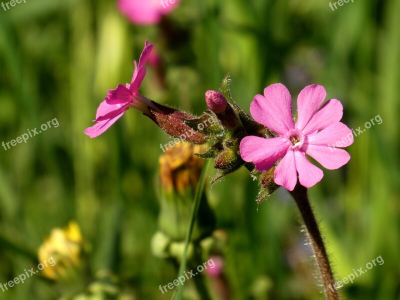 Spring Flower Pink Blossom Bloom