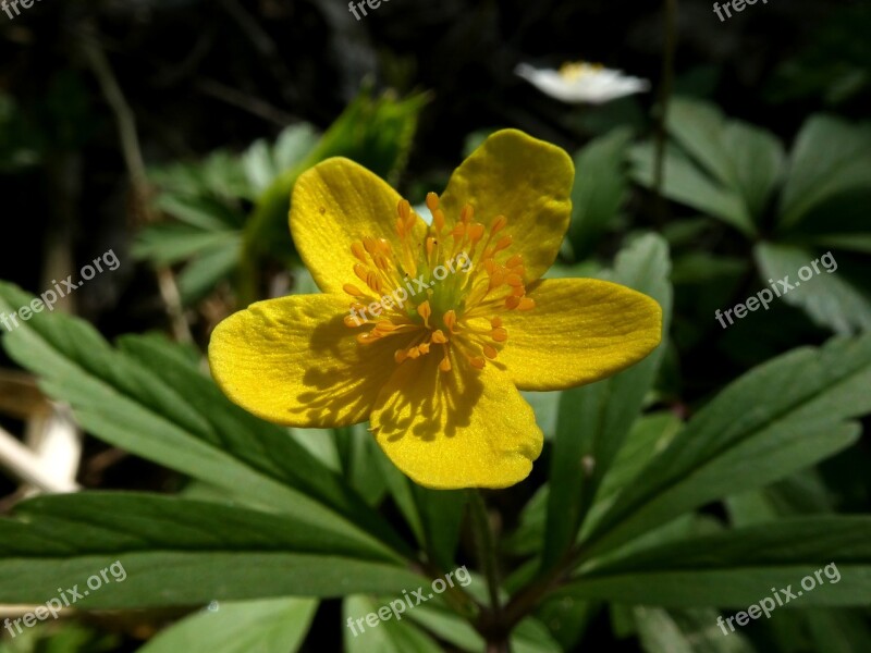 Flower Yellow Caltha Palustris Nature Sun