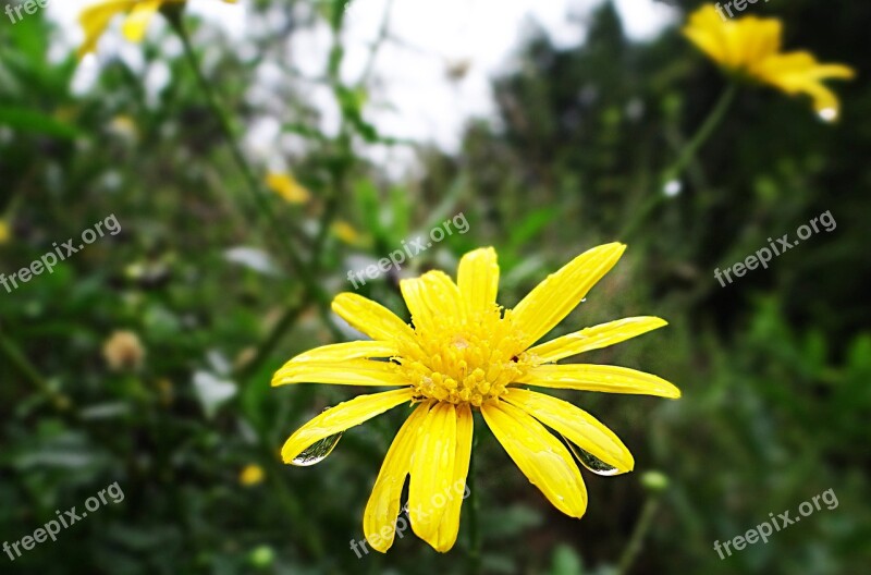 Flowers Yellow Green Petals Nature