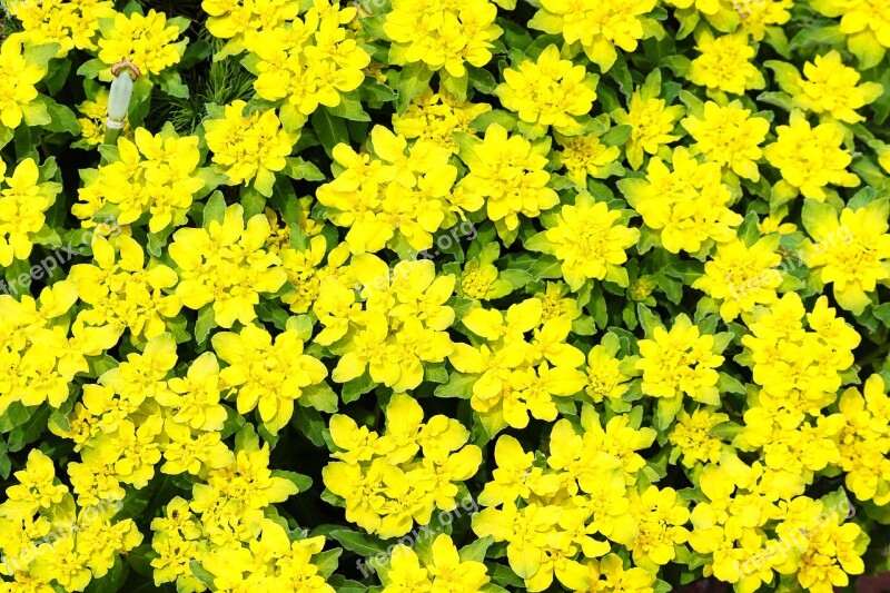 Gold Wolf Milk Spurge Euphorbia Dye Shrub Yellow