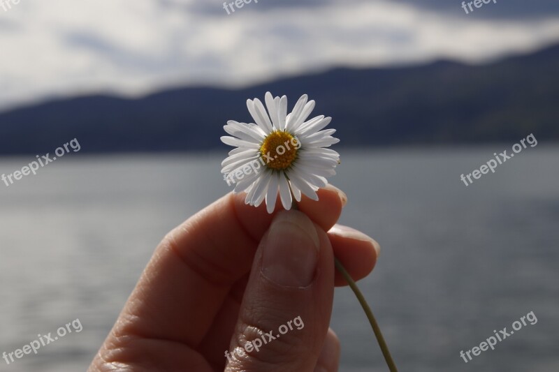 Flower Margaret Lake Water Flowers