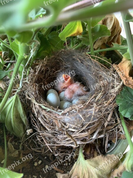 Baby Birds Hatched Chicks Young Hatching