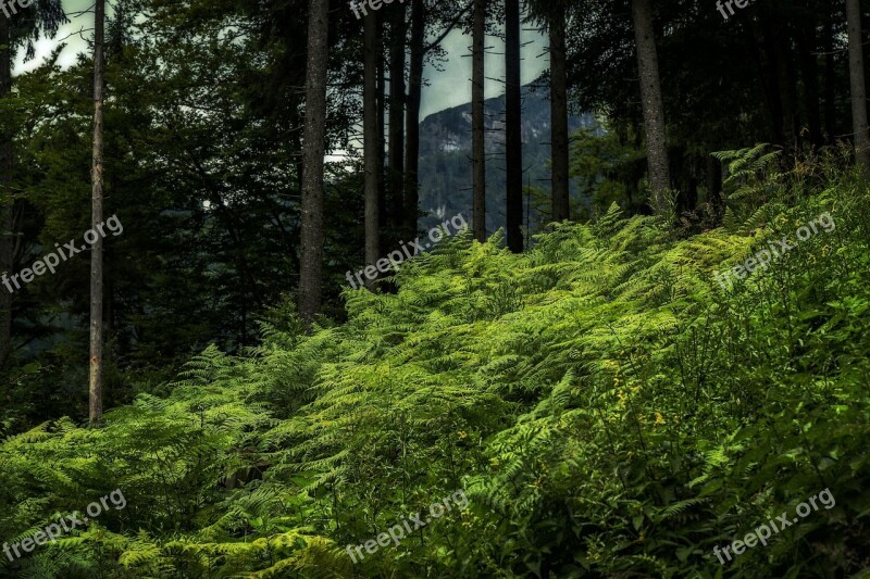 Hagertal Kössen Tyrol Austria Nature