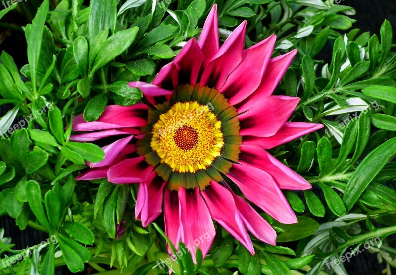 Gazania Flower Garden Spring Colored