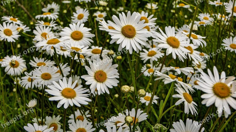 Flowers Daisies Marguerite Meadow Flora Nature