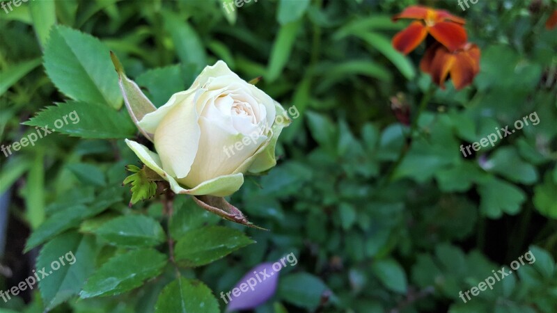 Flower Rose šípová Ker White