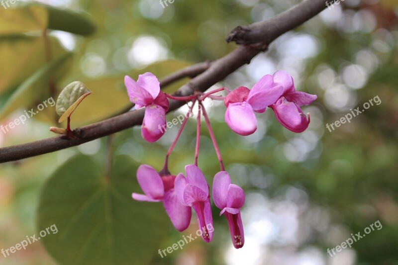 Leaves Violet Flower Petals Pink