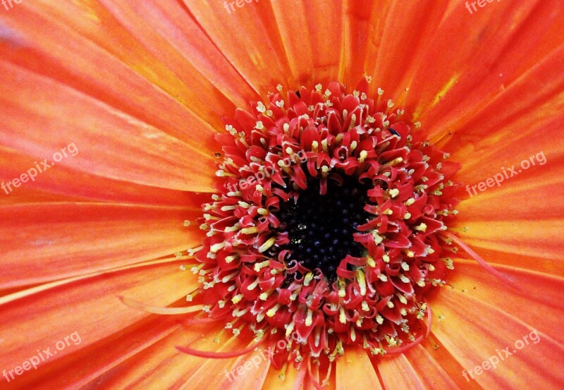 Flower Orange Nature Flowers Plant