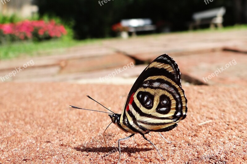 Butterfly 88 Ground Insect Nature