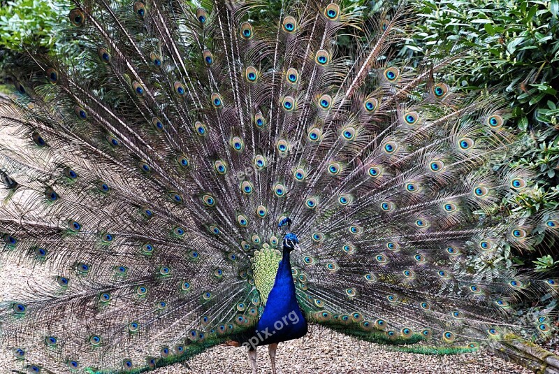 Peacock Bird Feather Plumage Green