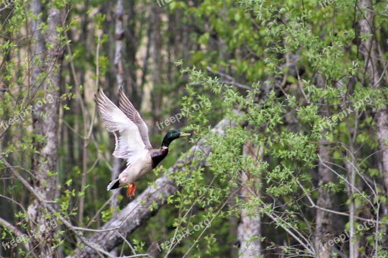 Duck Mallard Male Flight Take Off