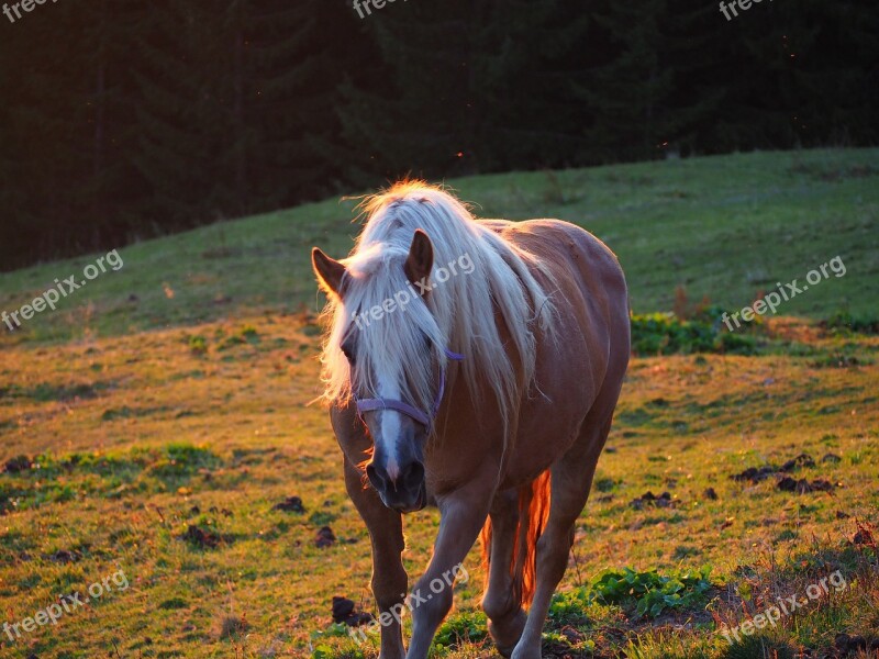 Sunset Mountains Evening Vorarlberg Horses