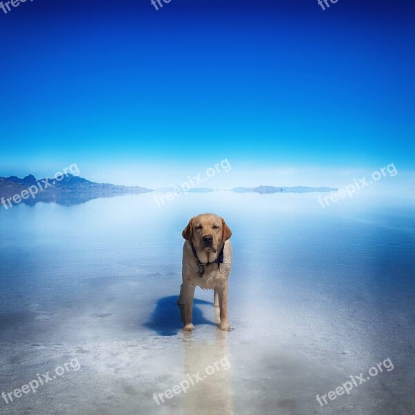 Dog Gunner Salt Flats Bonneville Utah