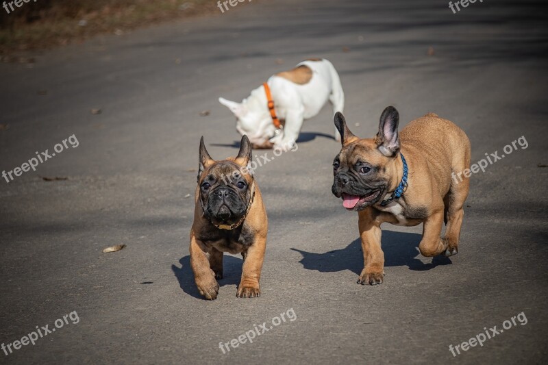 French Bulldog Funny Puppies Ears White