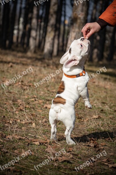 French Bulldog Funny Puppy Ears White