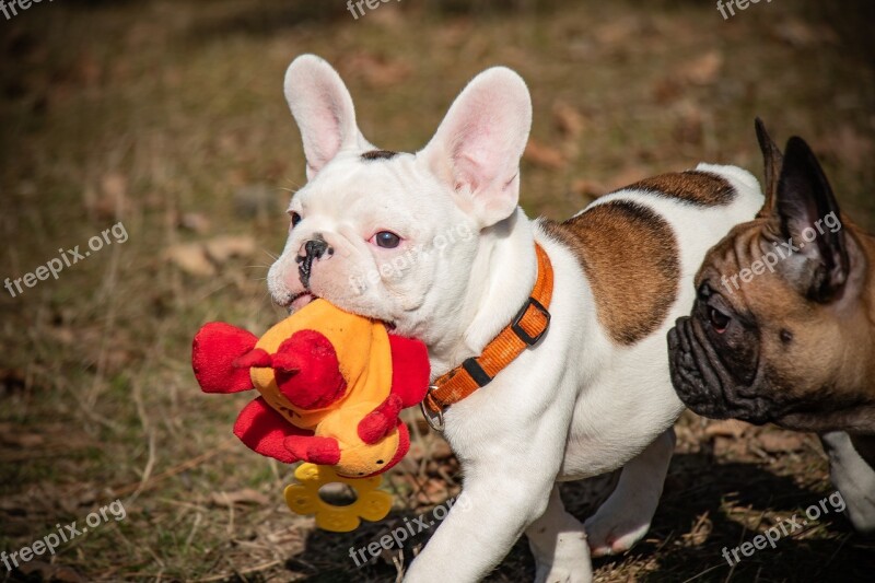 French Bulldog Funny Puppies Ears White