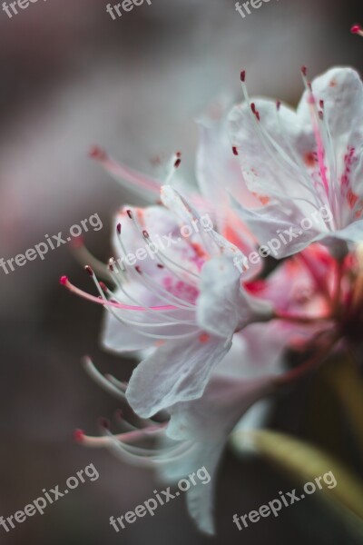 Nature Blossom Plant Garden Spring