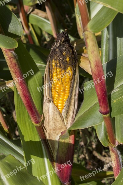 Corn Maize Agriculture Food Cornfield