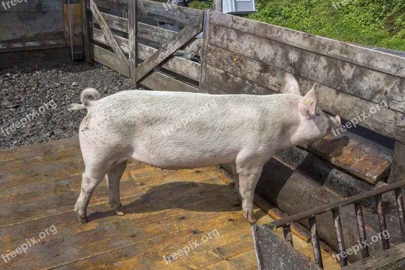 Pig Swine Hog Pork Farming