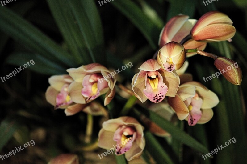 Orchid Flower Exotic Background Bloom