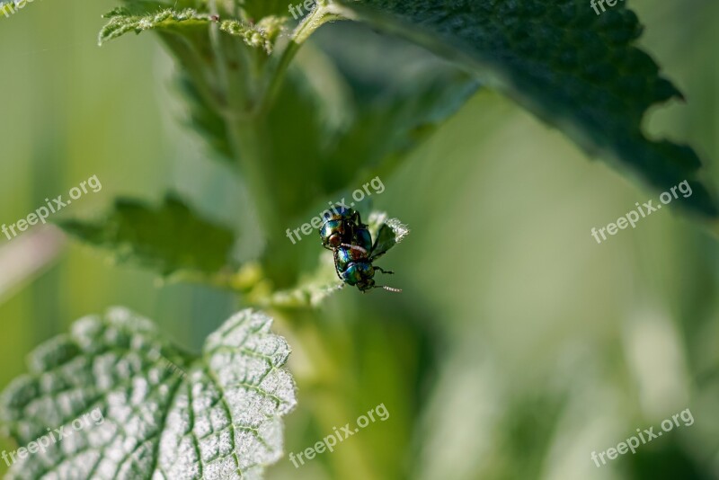 Green Bug Garden Plant Free Photos