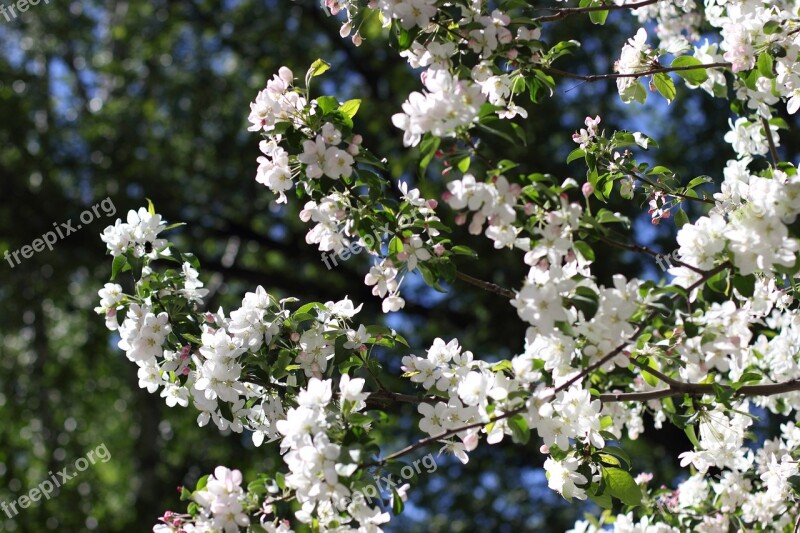 Apple Tree Trees Spring Bloom Tree