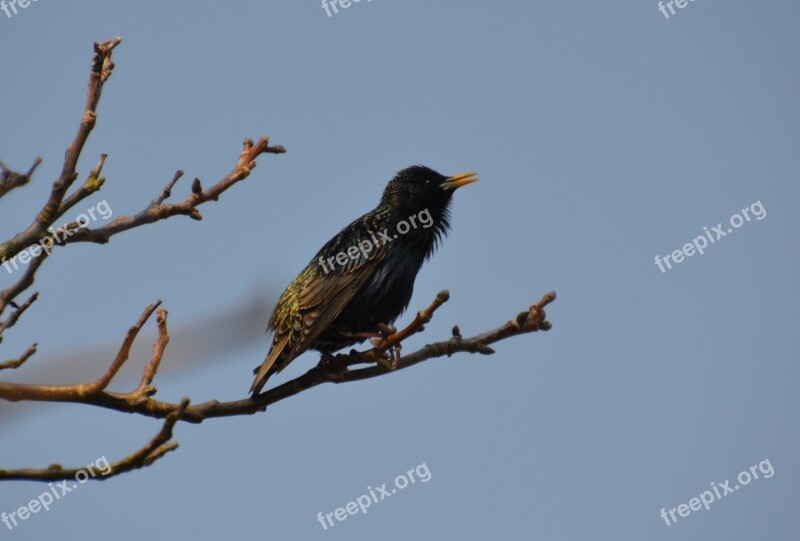 Bird Star Nature Occurs Songbird