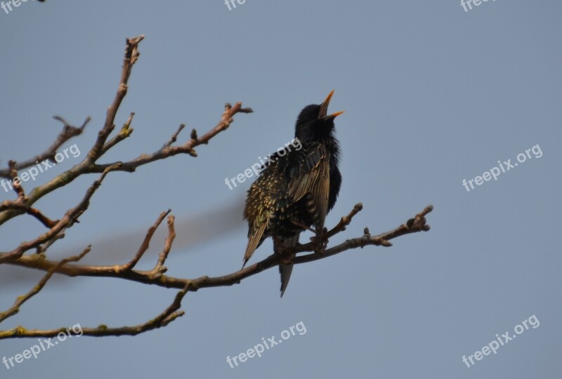 Bird Star Nature Occurs Songbird