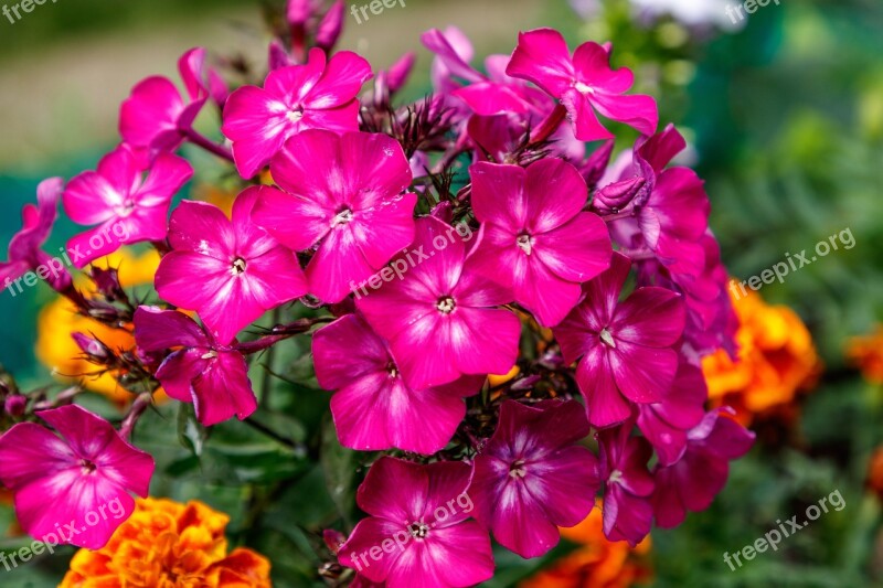 Phlox Flower Flower Garden Petals Nature