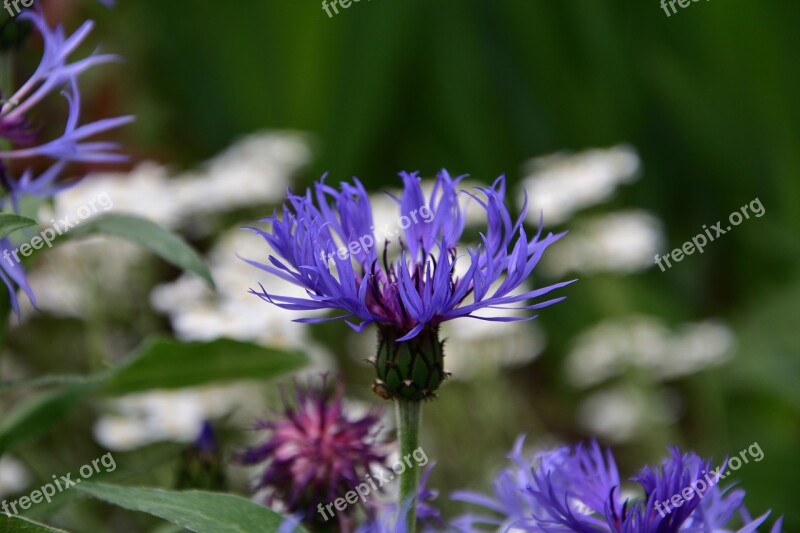 Cornflower Blue Spring Flowers Garden Perennial