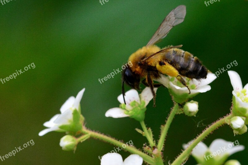 Bee Pollination Garden Flower Nature