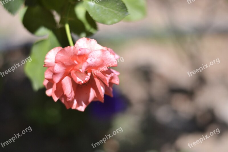 Rose Flower Nature Pink Romance