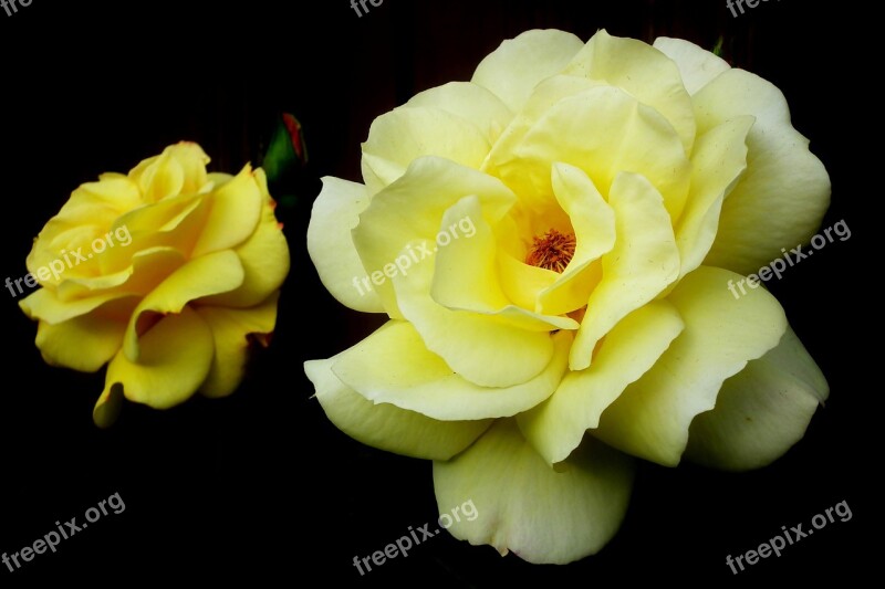 Roses Flowers Yellow Nature The Petals