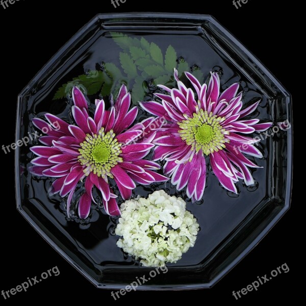 Flower Bowl Asters Flowers Violet Lilac White Still Life