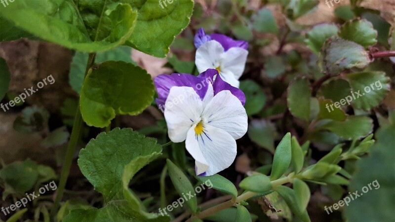 Violet Garden Flower Nature Free Photos