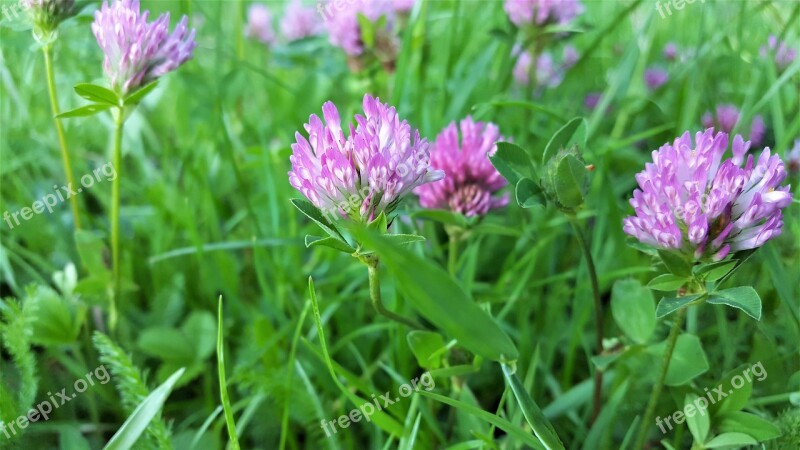 Clover Pink Flower Field Meadow