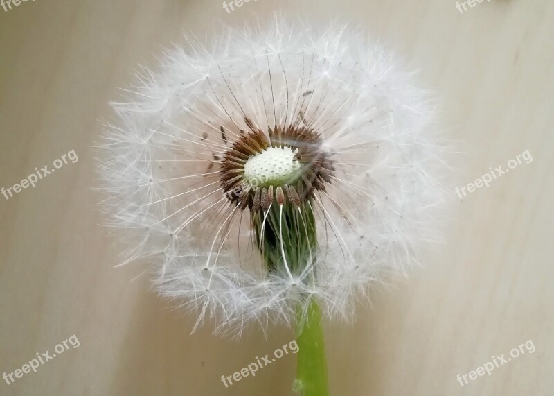 Dandelion Seeds Baldness Furry Free Photos